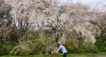 しだれ桜は宮崎の浄専寺で決まり！
