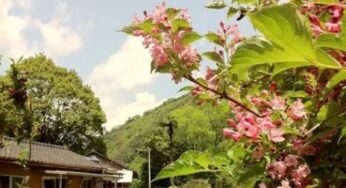 宮崎写真＊西米良のじいちゃん家！新緑の時