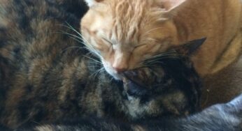 【宮崎の猫カフェ】猫と料理が癒やしをくれる、猫カフェ「ジャスミンライス」は猫好きなら知っておきたい