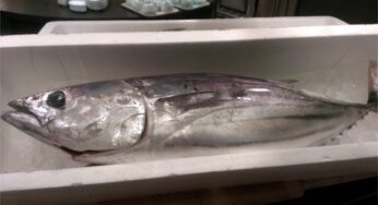 「カツオ日本一」奪還宣言！日南漁師のカツオバル