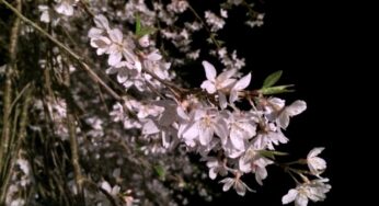 五ヶ瀬町浄專寺の「しだれ桜」もすごかったけど、ある場所の♡マークがすごく気になる