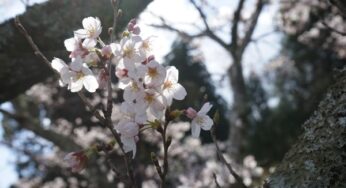 宮崎県の桜〜高千穂神社、延岡城跡〜