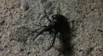 夏に子供にクワガタ見せたいの?それなら宮崎でしょ-宮崎/移住