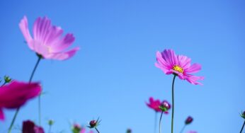 西都原古墳のコスモスがもう少しで満開になりそう-西都