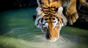 【見たらほっこり】Twitterで話題のフェニックス自然動物園の動画!