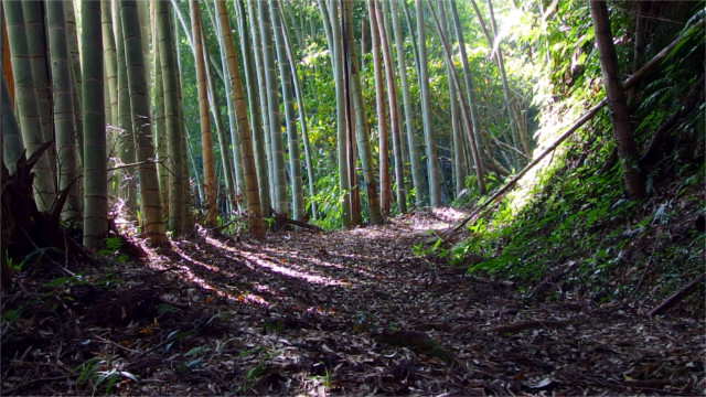 竹林の登山道
