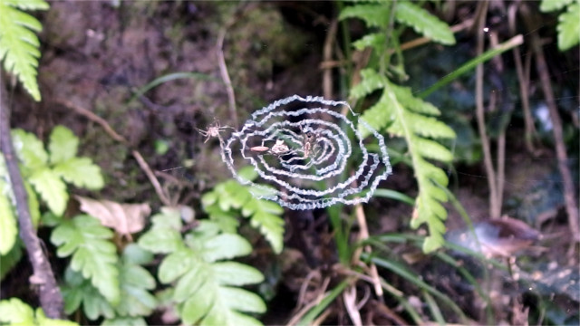 ウズマキグモの網