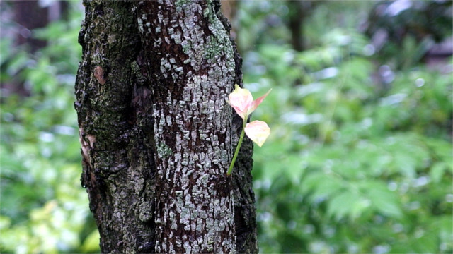 コナラの幹から芽吹く葉
