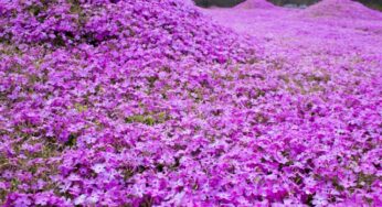 今年が見納め！妻への愛がつまったシバザクラ-黒木邸/新富町