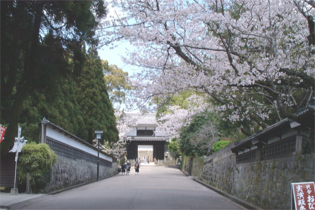 飫肥城大手門と桜