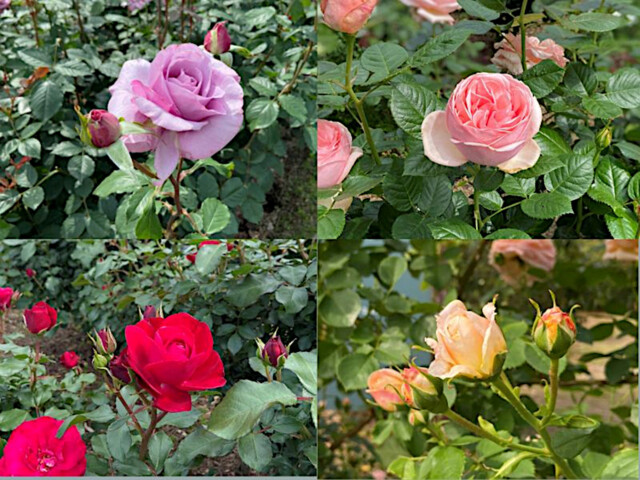4種類のバラ