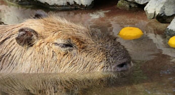 祝！お出かけ人気ランキング1位、3月3日まで小中学生入園無料！ / 宮崎市フェニックス自然動物園