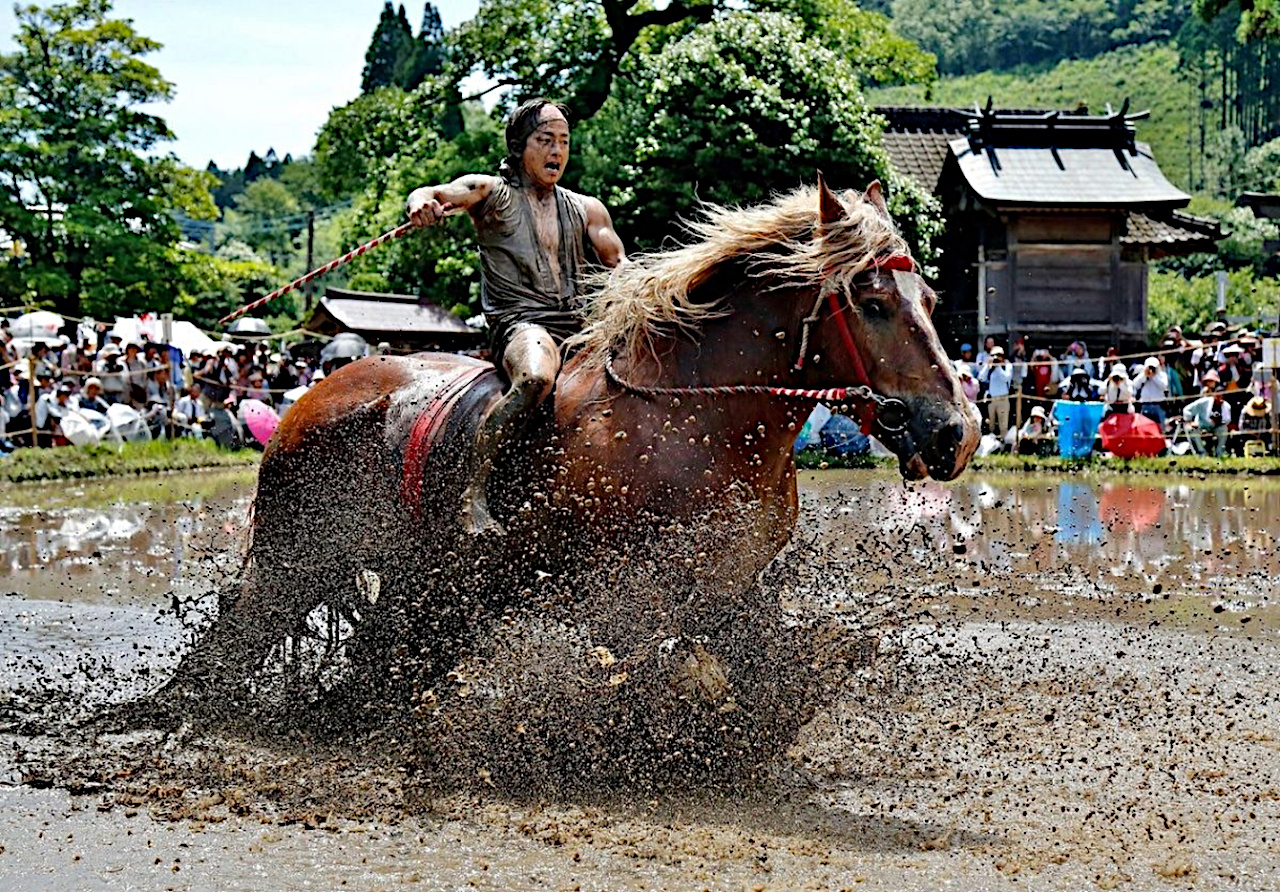 御田祭で田んぼを走る馬