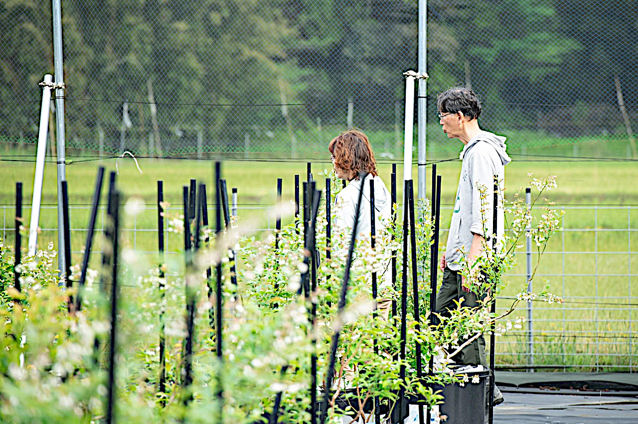 満開の花