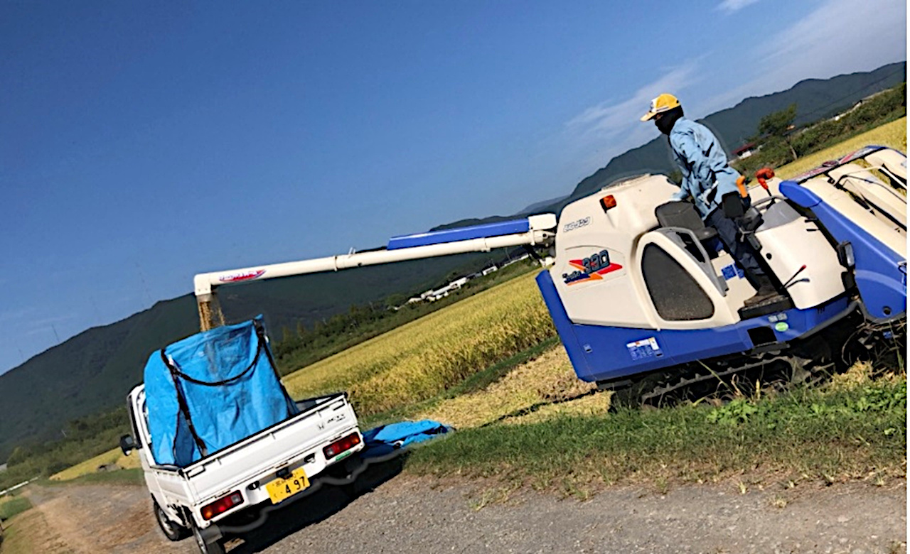 星指さんの実家での米の収穫