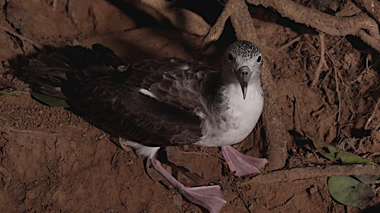 オオミズナギドリ