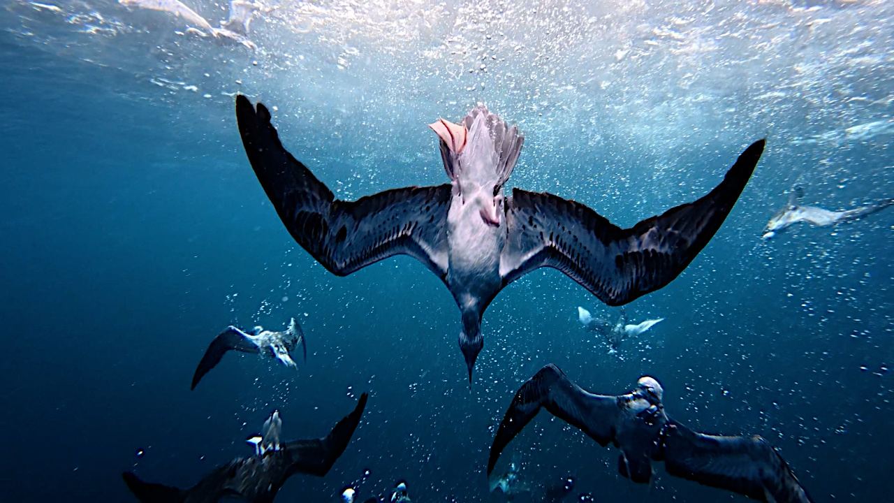 海中にダイブするオオミズナギドリ