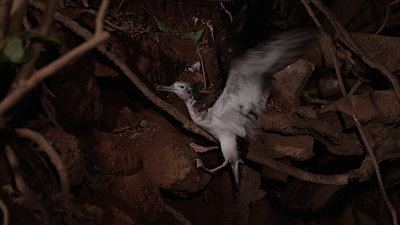 陸を歩くオオミズナギドリ