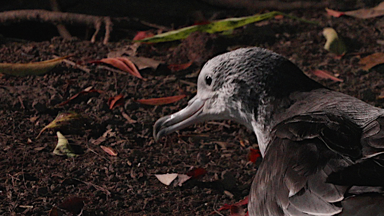 大人になったヒナ鳥