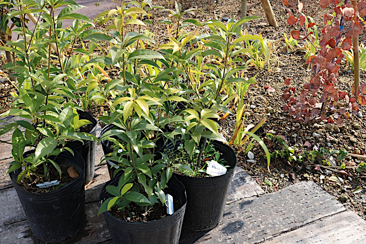 イチイガシの苗木