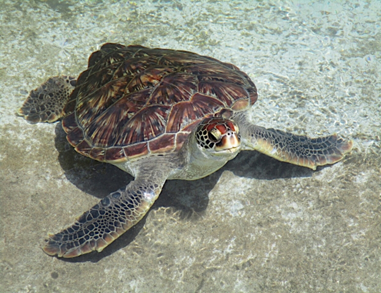 アカウミガメ