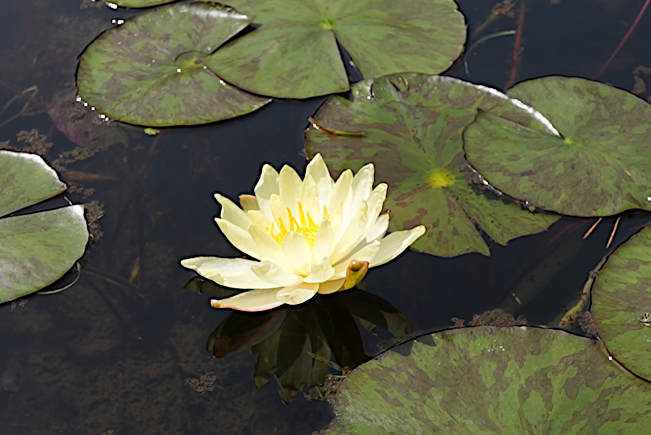 みそぎ池の睡蓮